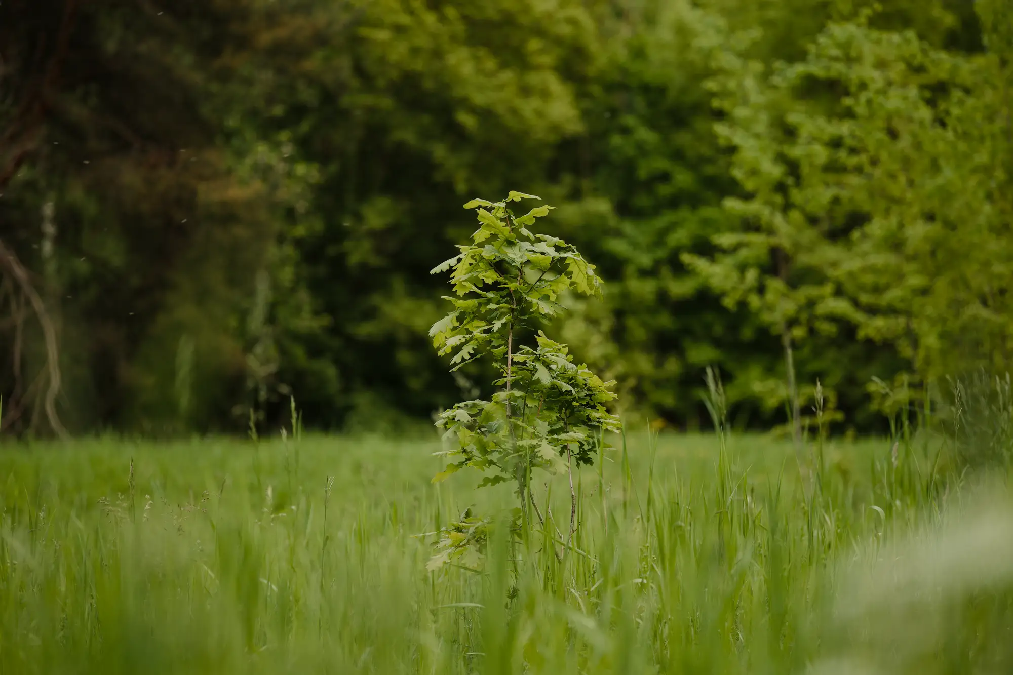 A young oak sapling standing in tall grass in front of a treeline